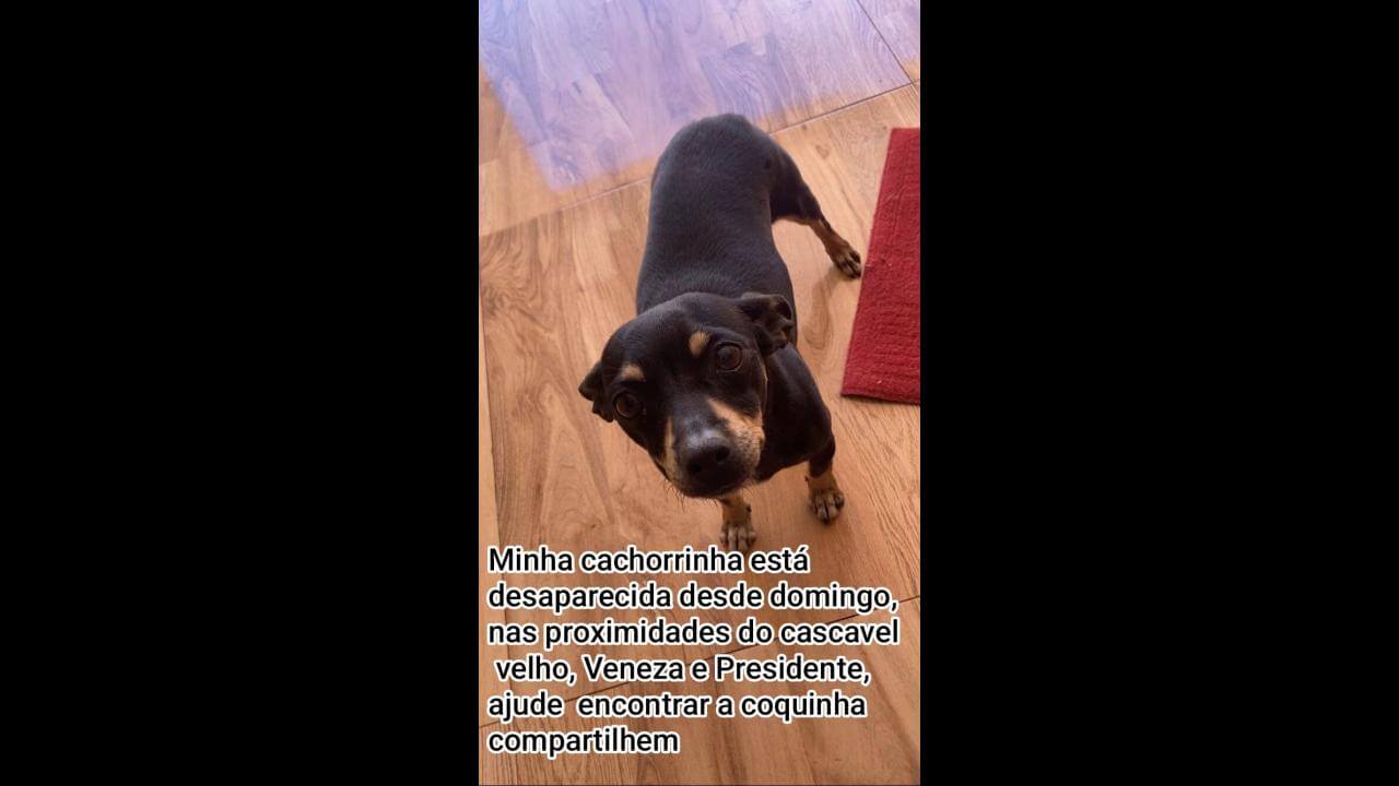 Cachorra Coquinha desapareceu no bairro Cascavel Velho