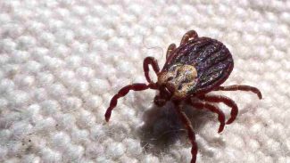 Febre maculosa causa mais duas mortes no interior de São Paulo Febre maculosa causa mais duas mortes no interior de São Paulo