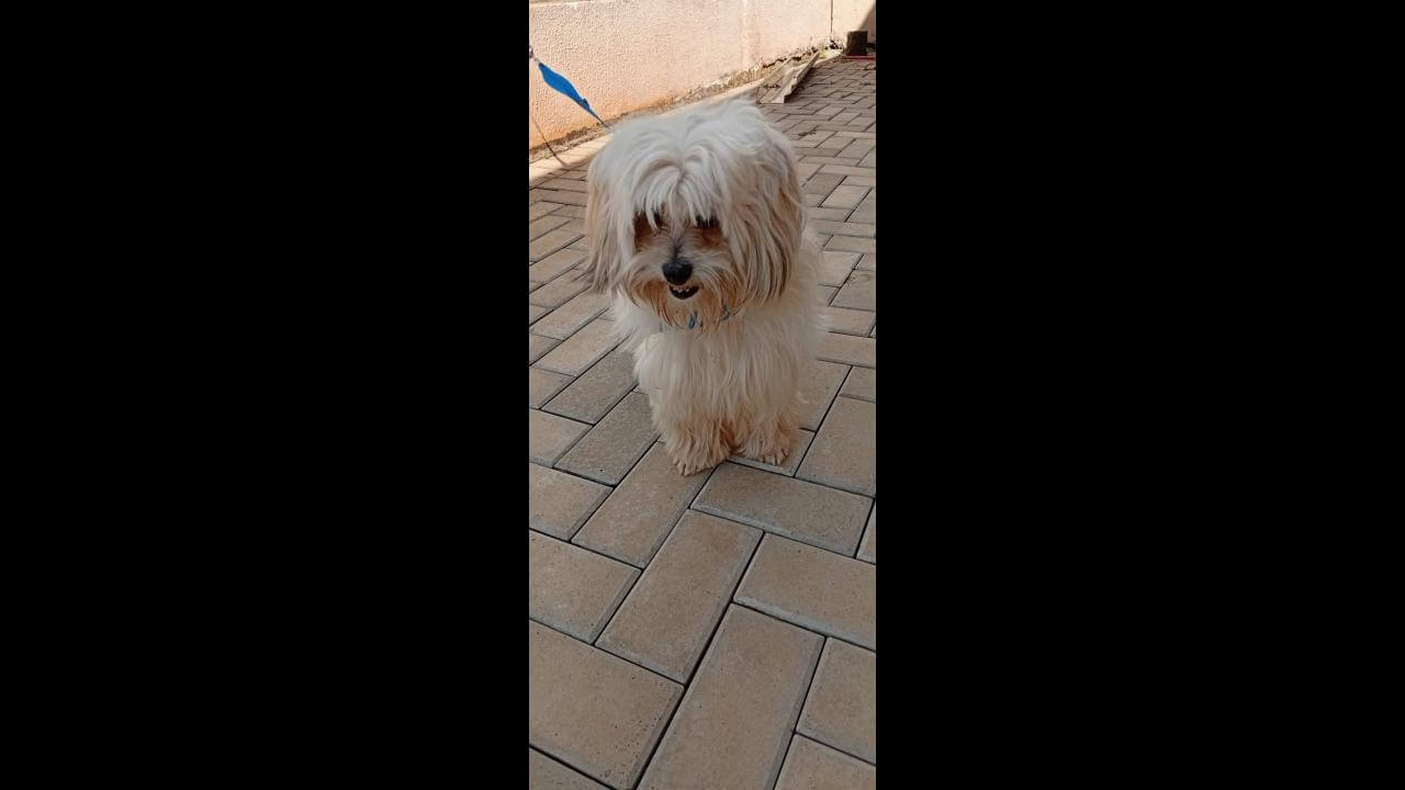 Cachorro é encontrado no bairro Brasília Cachorro é encontrado no bairro Brasília