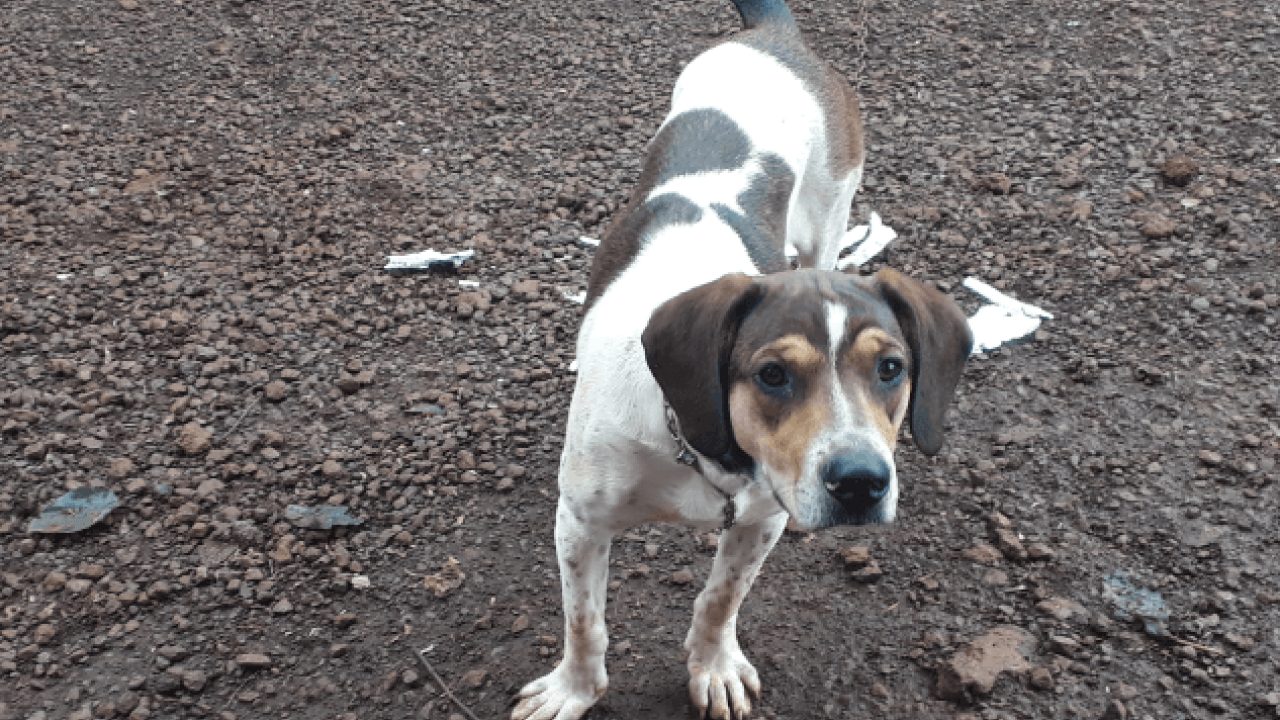 Cachorra Megue desapareceu no bairro Santos Dumont