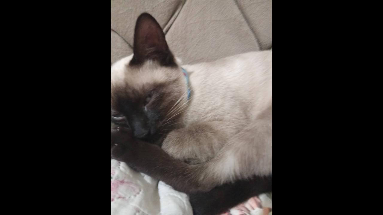 Gato Mingau desapareceu no bairro Floresta