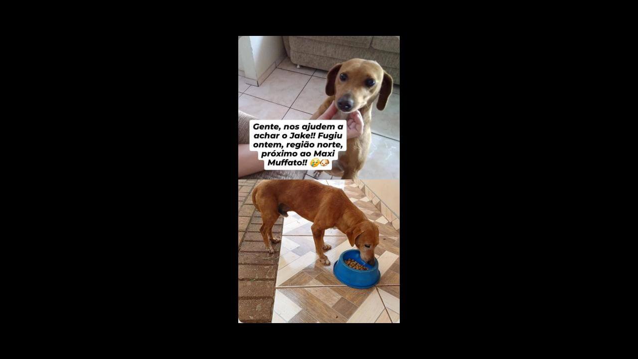 Cachorro Jake desapareceu no bairro Floresta