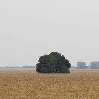 Imagem referente a Fronteira Cerrado: o agronegócio entre desenvolvimento e destruição