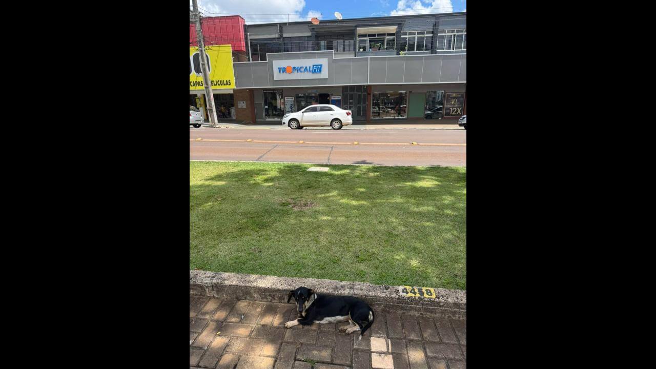Cachorra é encontrada no bairro Centro Cachorra é encontrada no bairro Centro