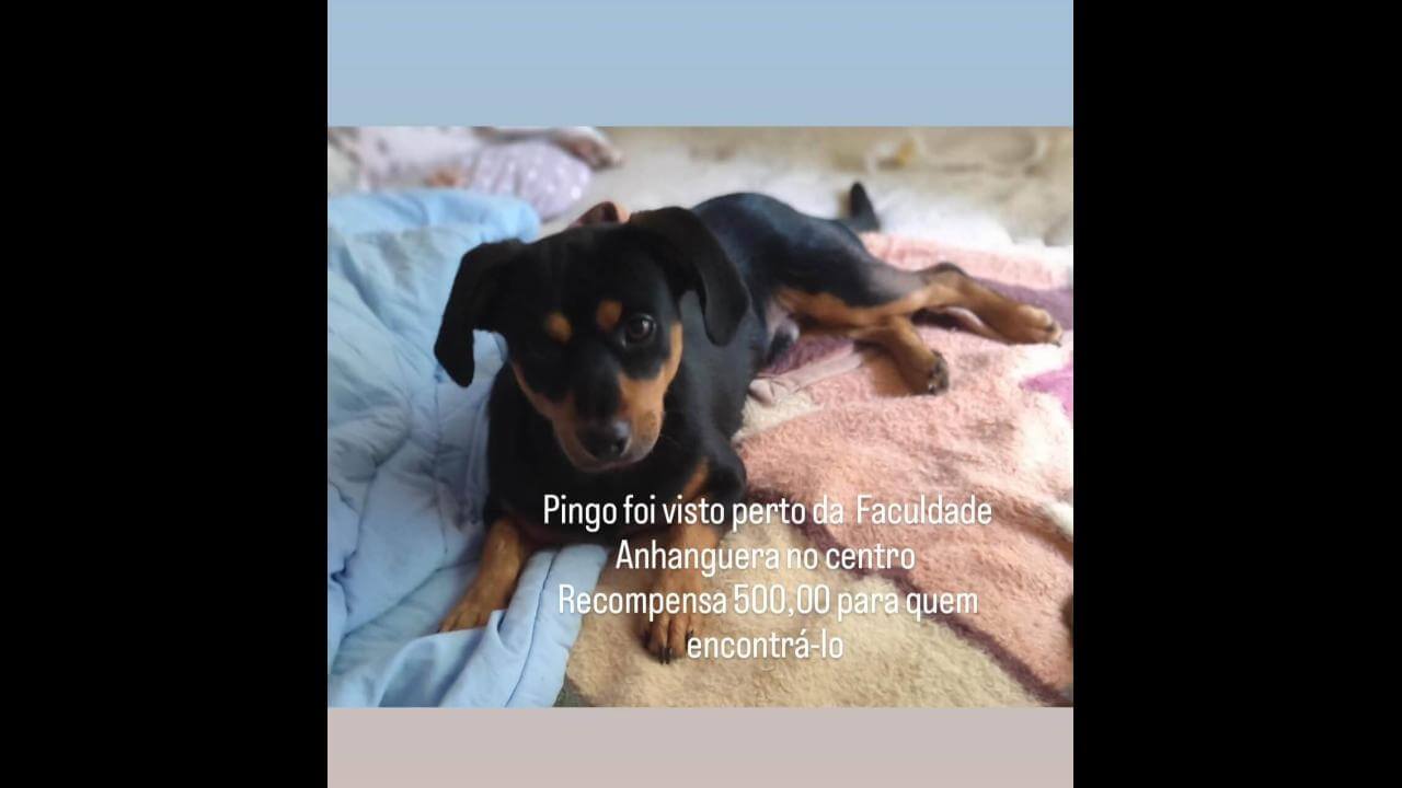 Cachorro Pingo desapareceu no Bairro Alto Alegre