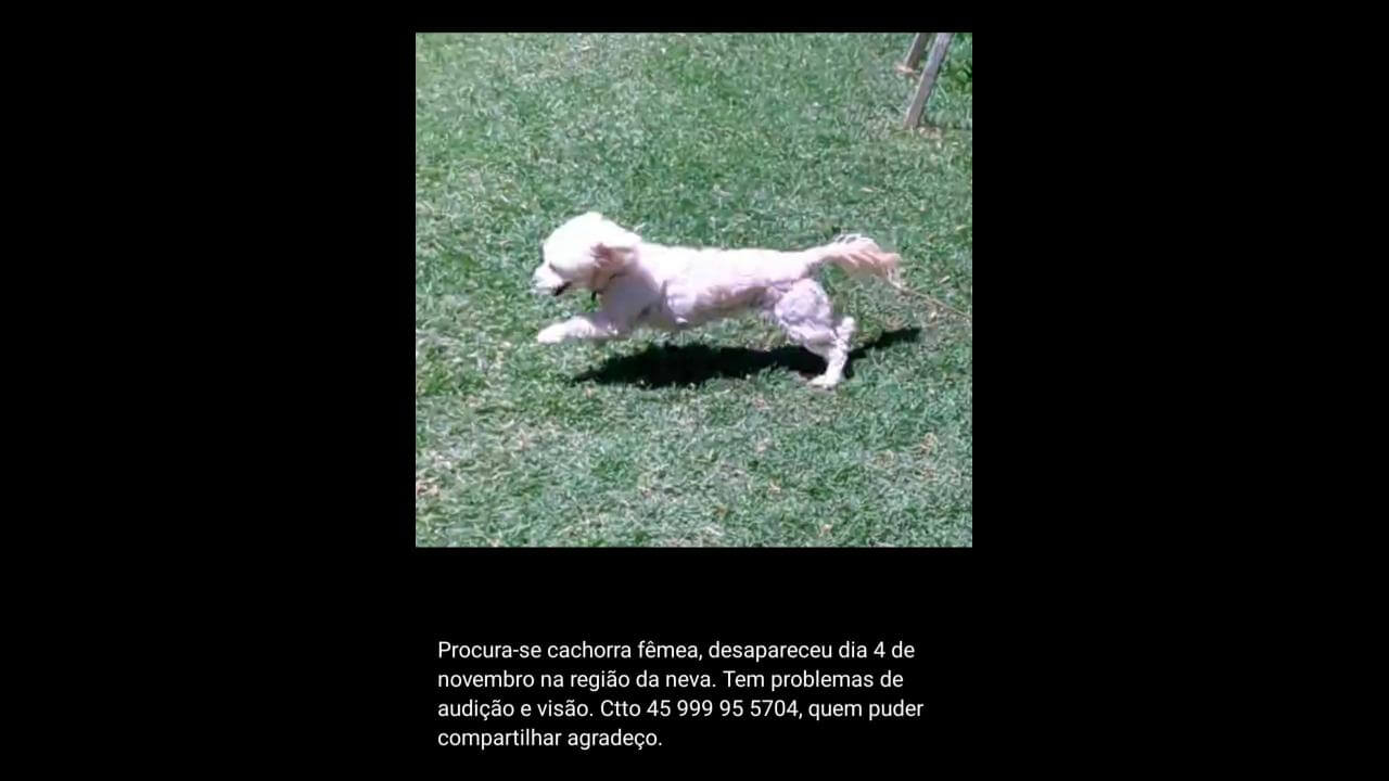 Cachorra Tina desapareceu no bairro Neva