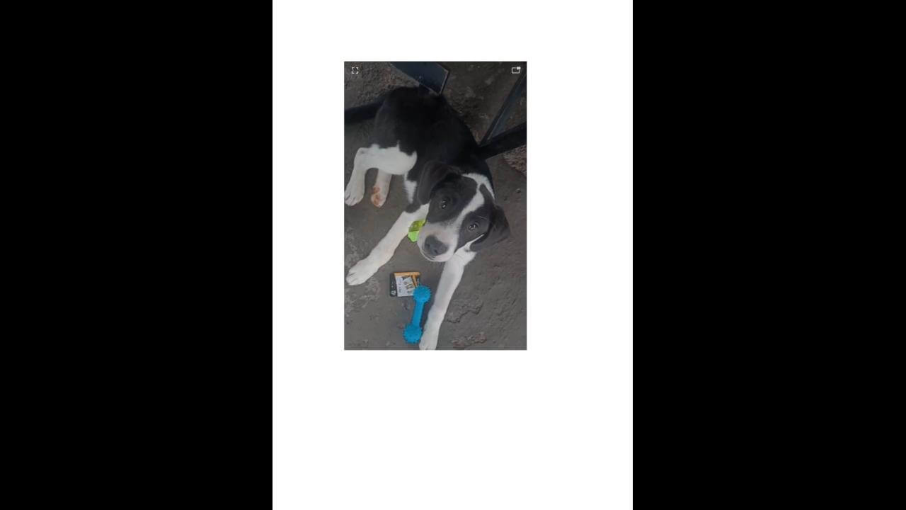 Cachorro desapareceu no Bairro São Cristóvão
