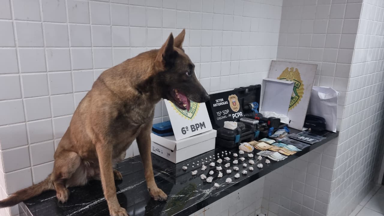 Cadela farejadora acha 500 pedras de crack e jovens vão parar na delegacia Cadela farejadora acha 500 pedras de crack e jovens vão parar na delegacia
