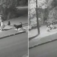 Imagem referente a Vídeo mostra momento em que homem foi atacado por cachorros no Bairro Tropical