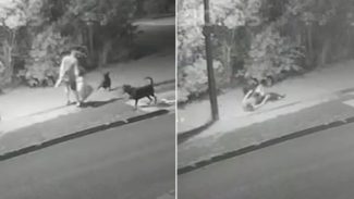 Vídeo mostra momento em que homem foi atacado por cachorros no Bairro Tropical
