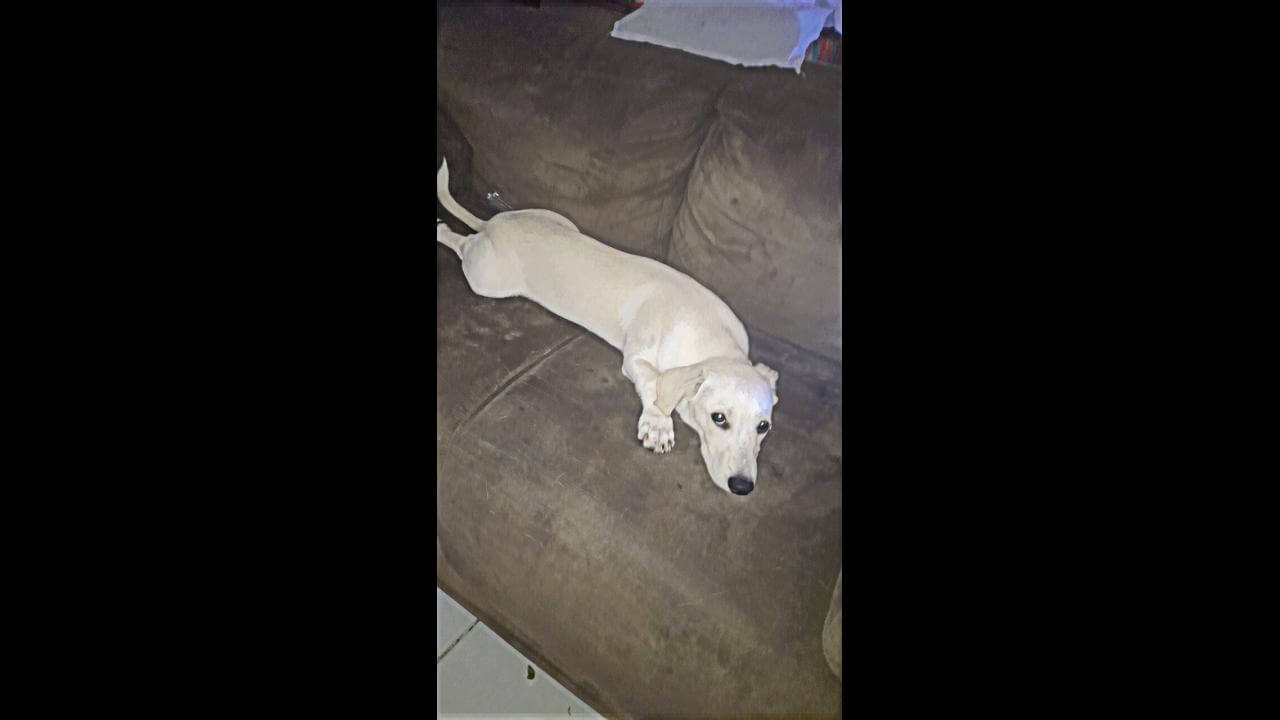 Cachorro Marley desapareceu no Bairro Santa Cruz