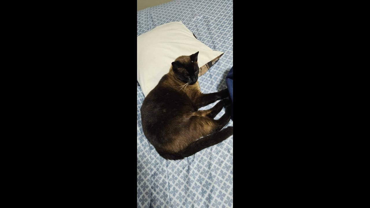 Gato Mimo desapareceu no bairro Pioneiros Catarinenses
