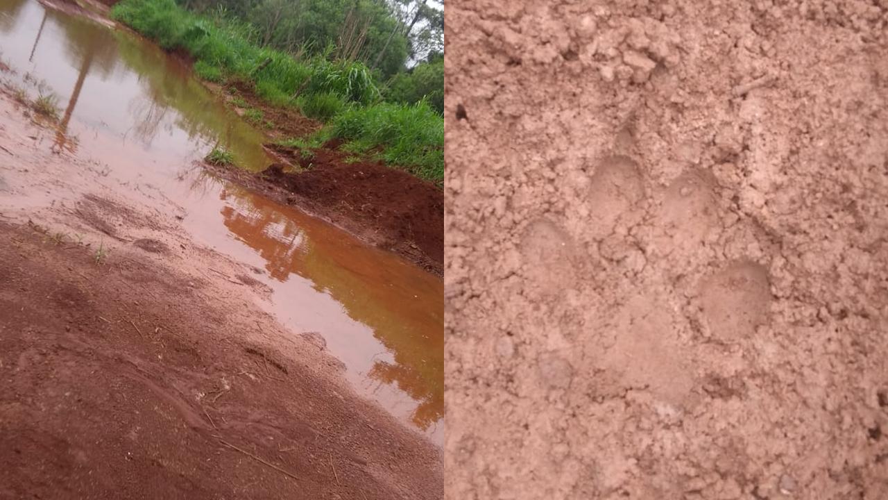 Pegadas misteriosas intrigam moradores da Linha Sanepar em Cascavel
