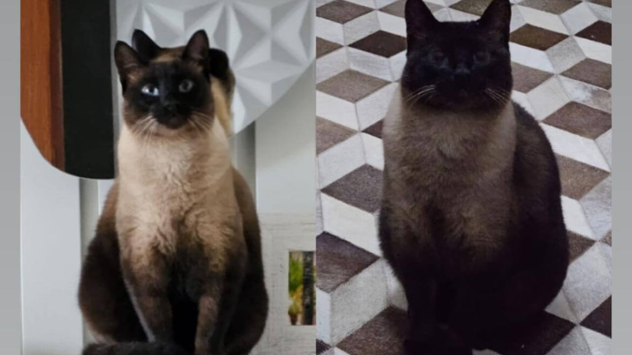 Gato Mimo desapareceu no bairro Pioneiros Catarinenses