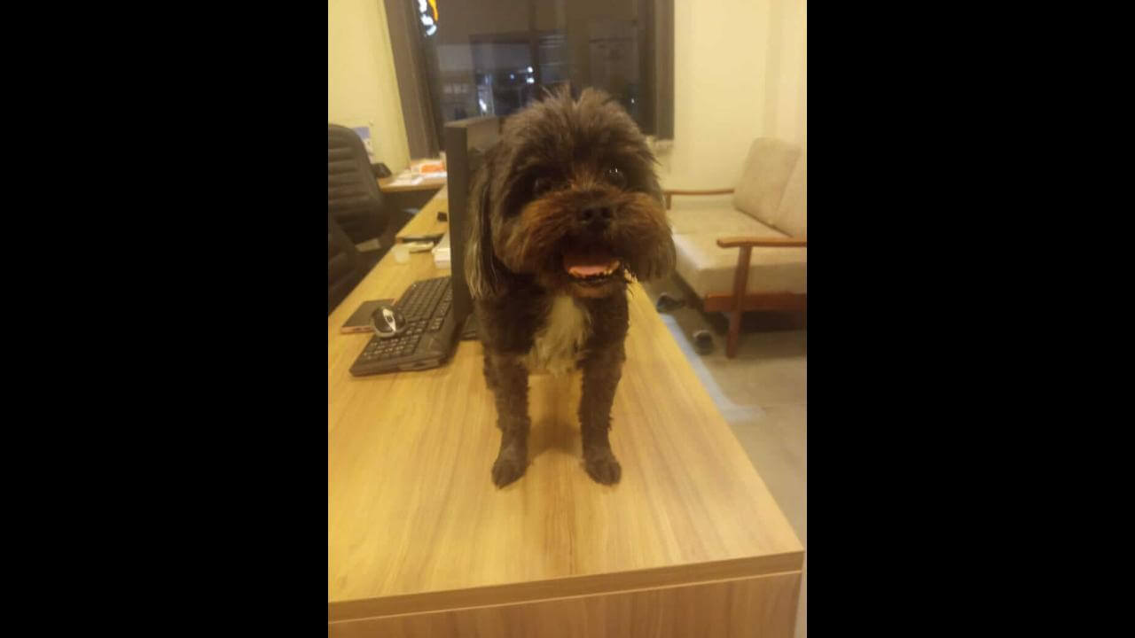 Cachorro é encontrado no bairro Tropical II