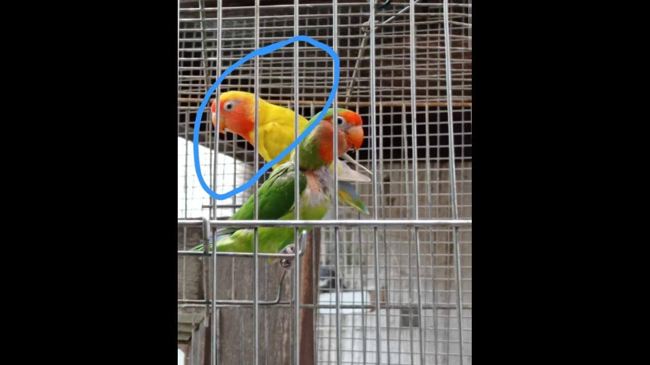 Periquito Agapórnis Amarelinha desapareceu no bairro Parque Verde
