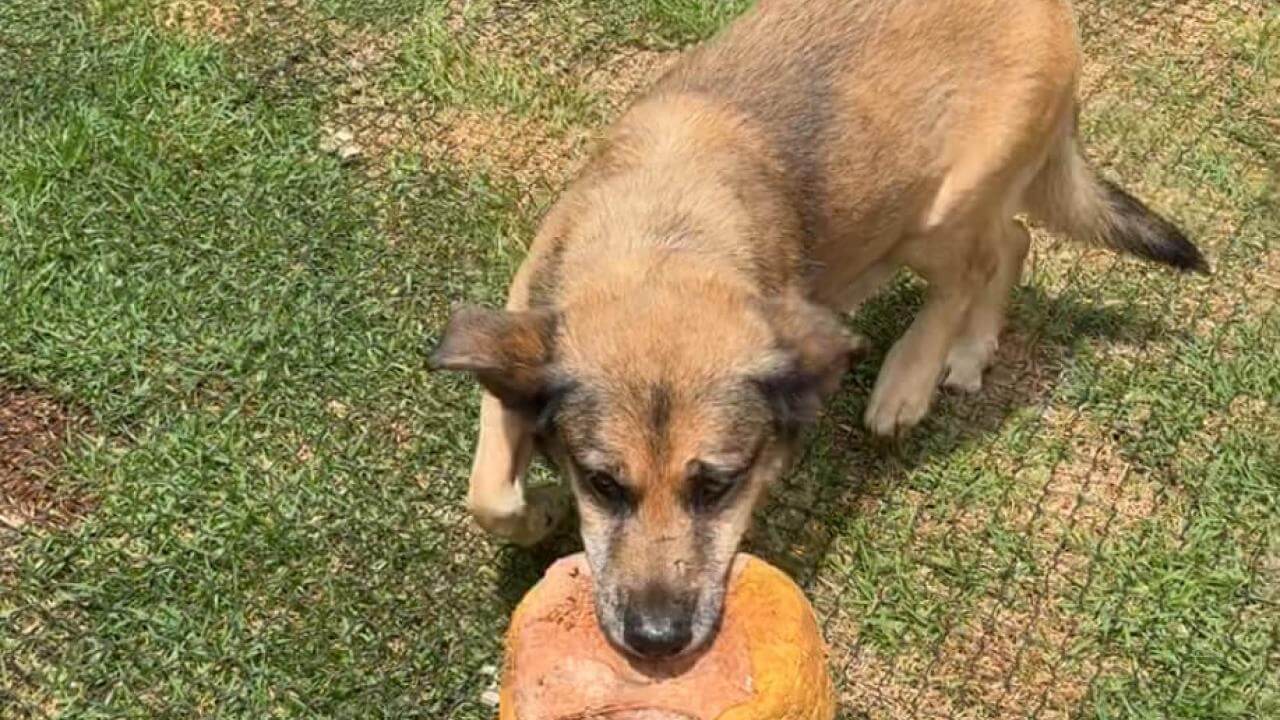 Cachorro Brutos desapareceu no bairro Pioneiros Catarinenses