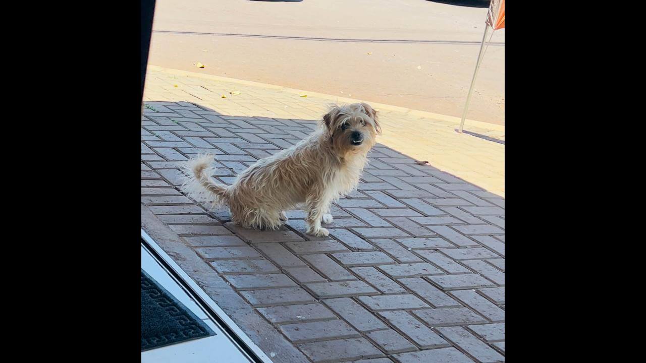 Cachorro é encontrado no Bairro Parque São Paulo