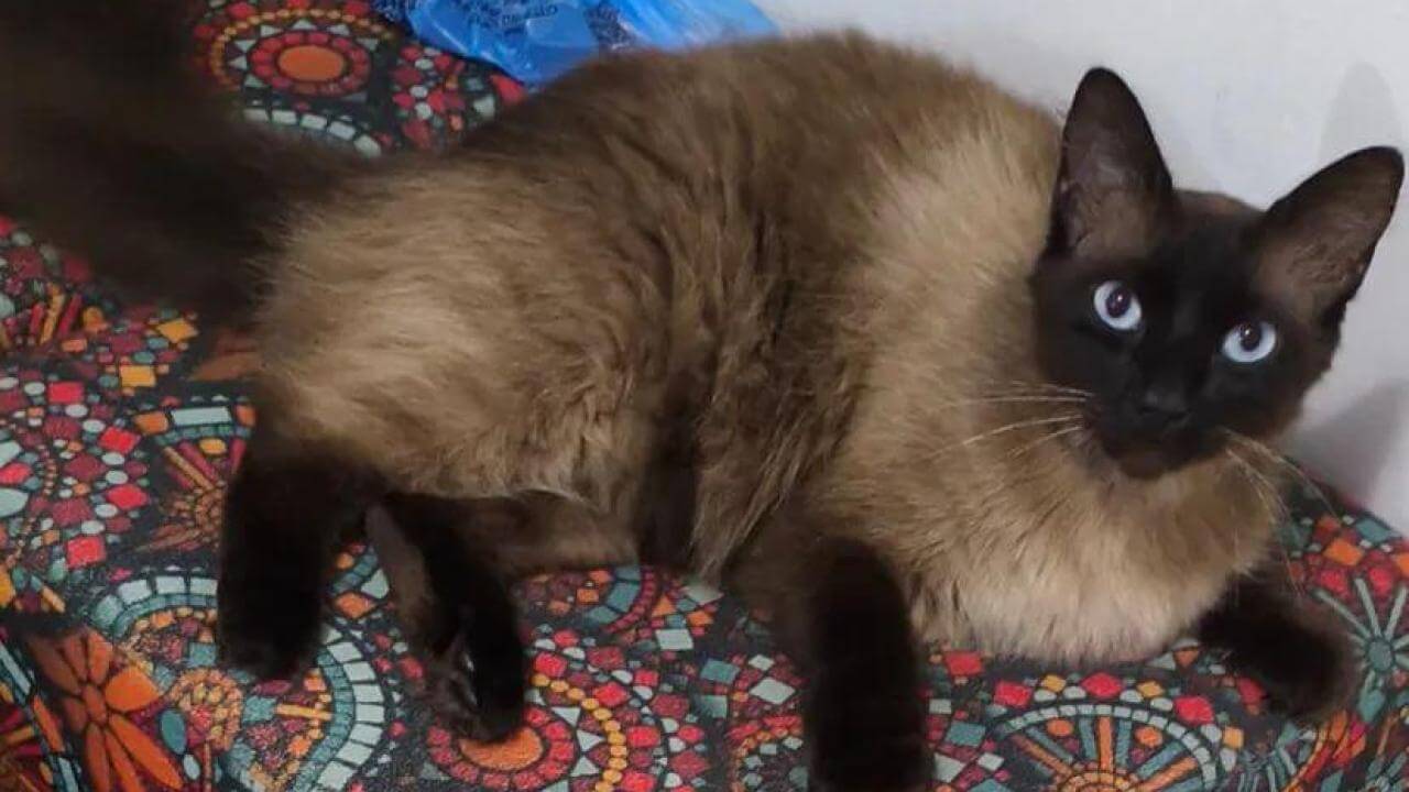 Gato Maninho desapareceu no Bairro Periolo