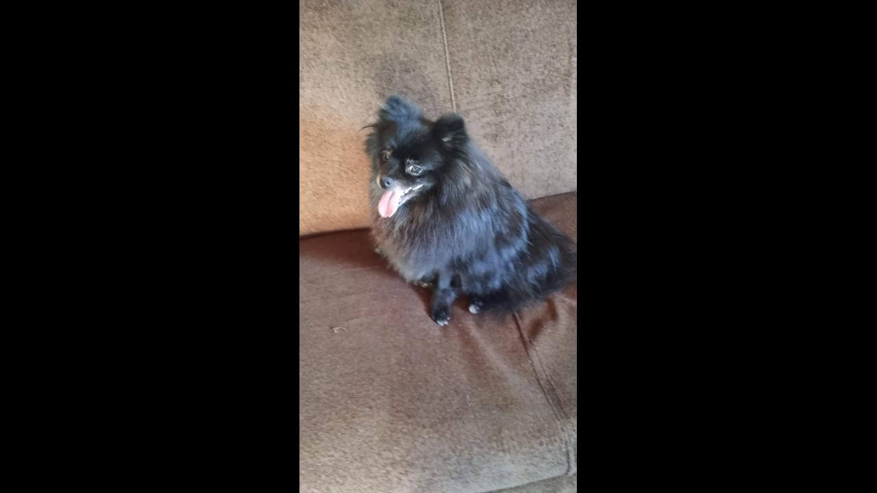 Cachorro é encontrado no Bairro Neva