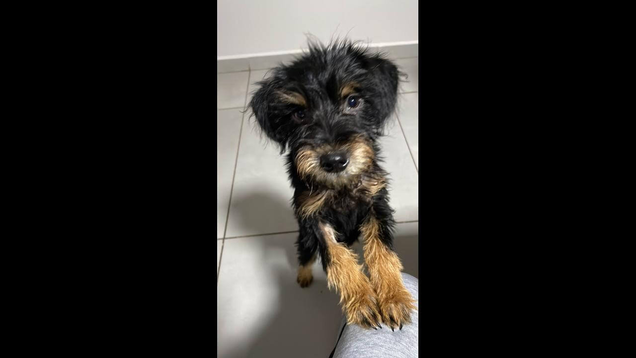 Cachorra Mel desapareceu no bairro Floresta