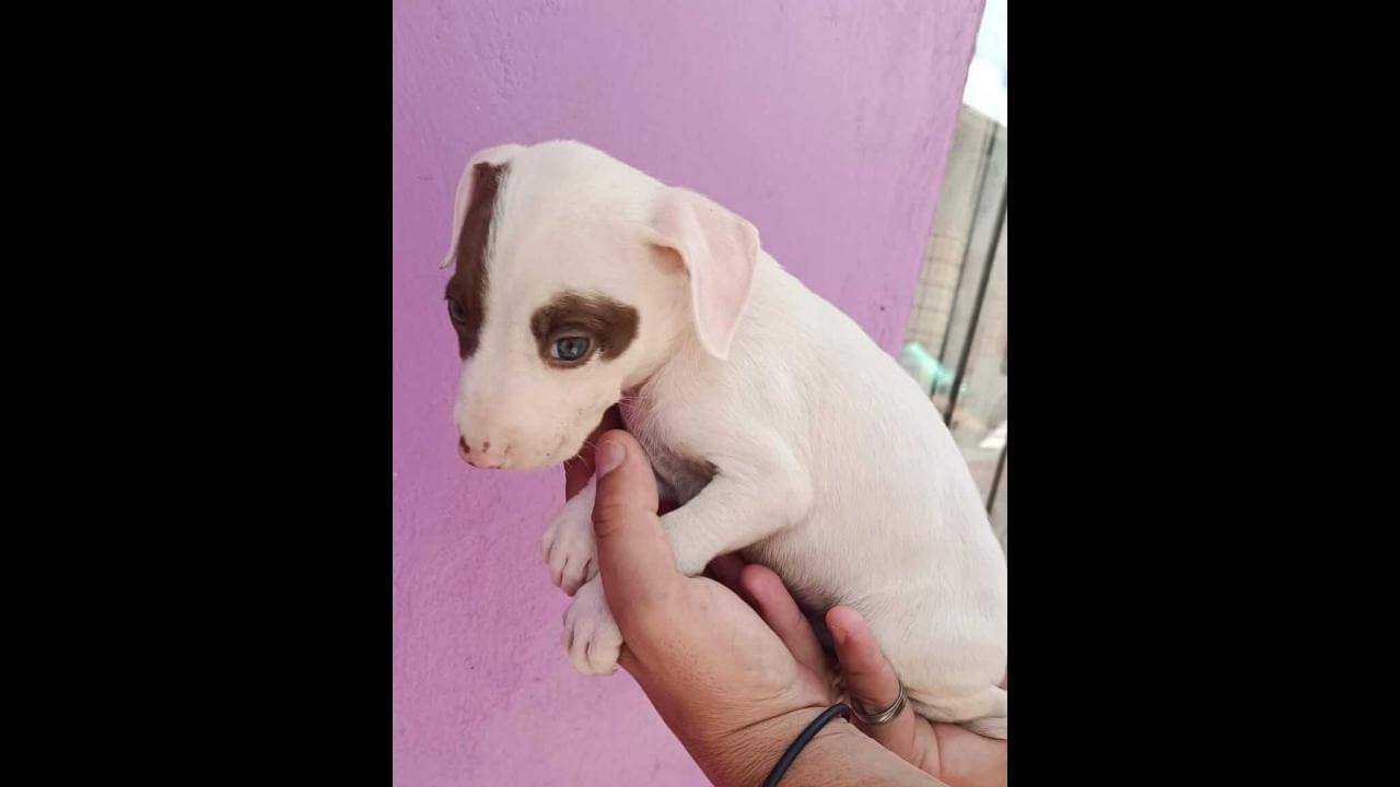 Cachorro Thor desapareceu no Bairro Cascavel Velho