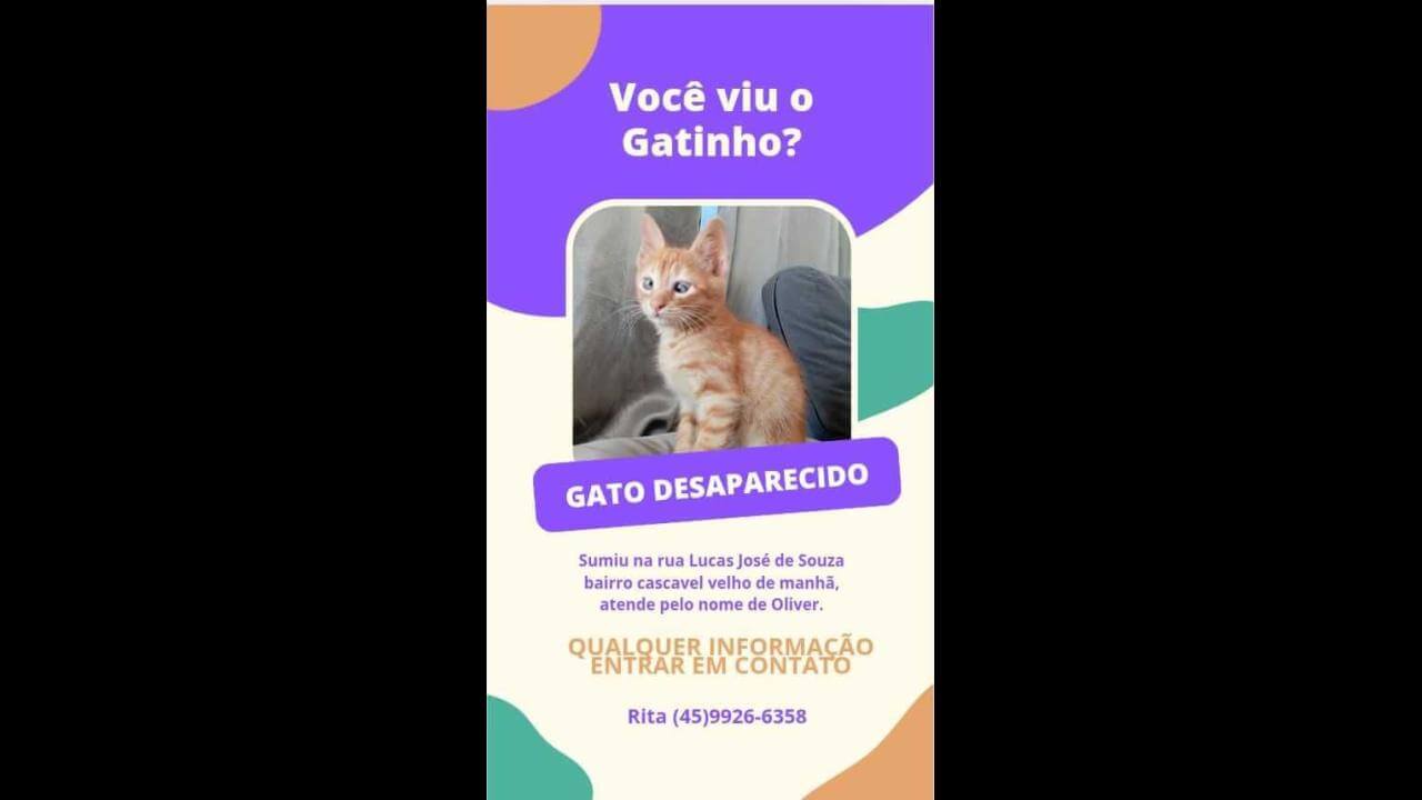 Gato Oliver desapareceu no Bairro Cascavel Velho