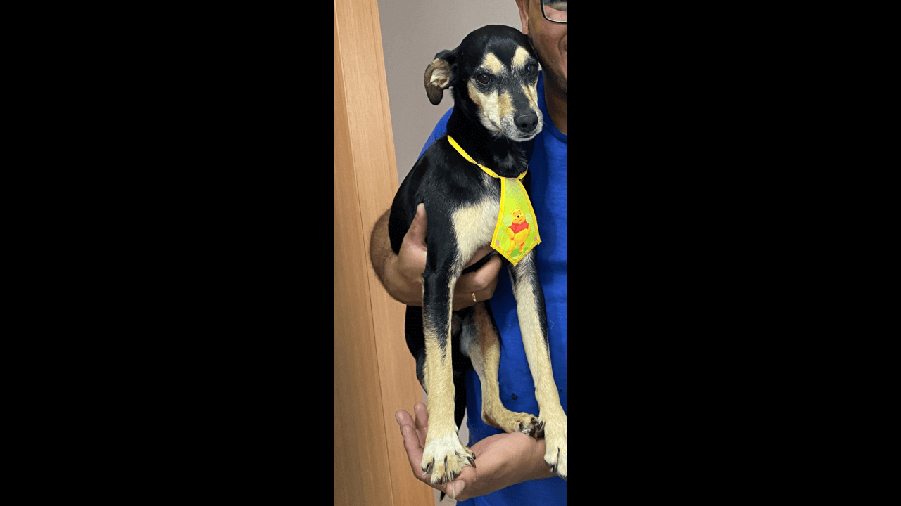 Cachorro "Tigre Hu" desapareceu no bairro Coqueiral