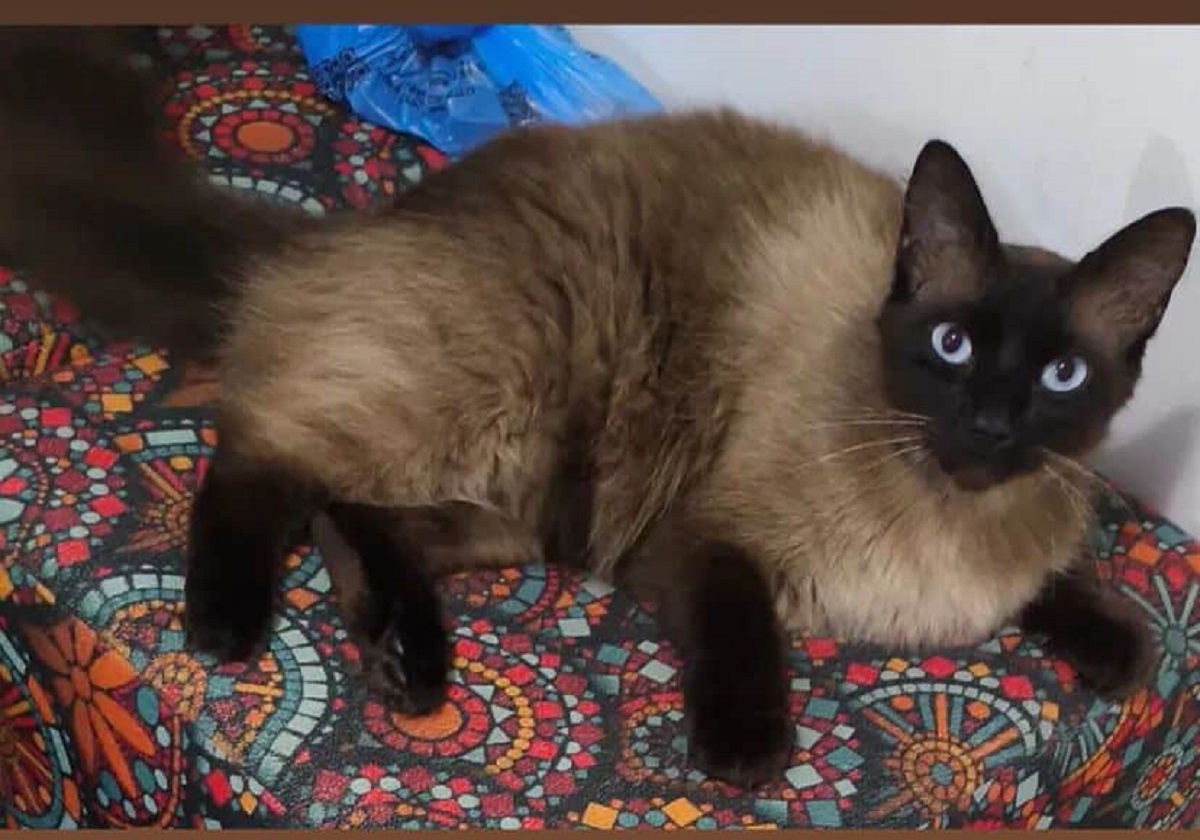 Gato “Maninho” fugiu de casa no bairro Periolo, em Cascavel