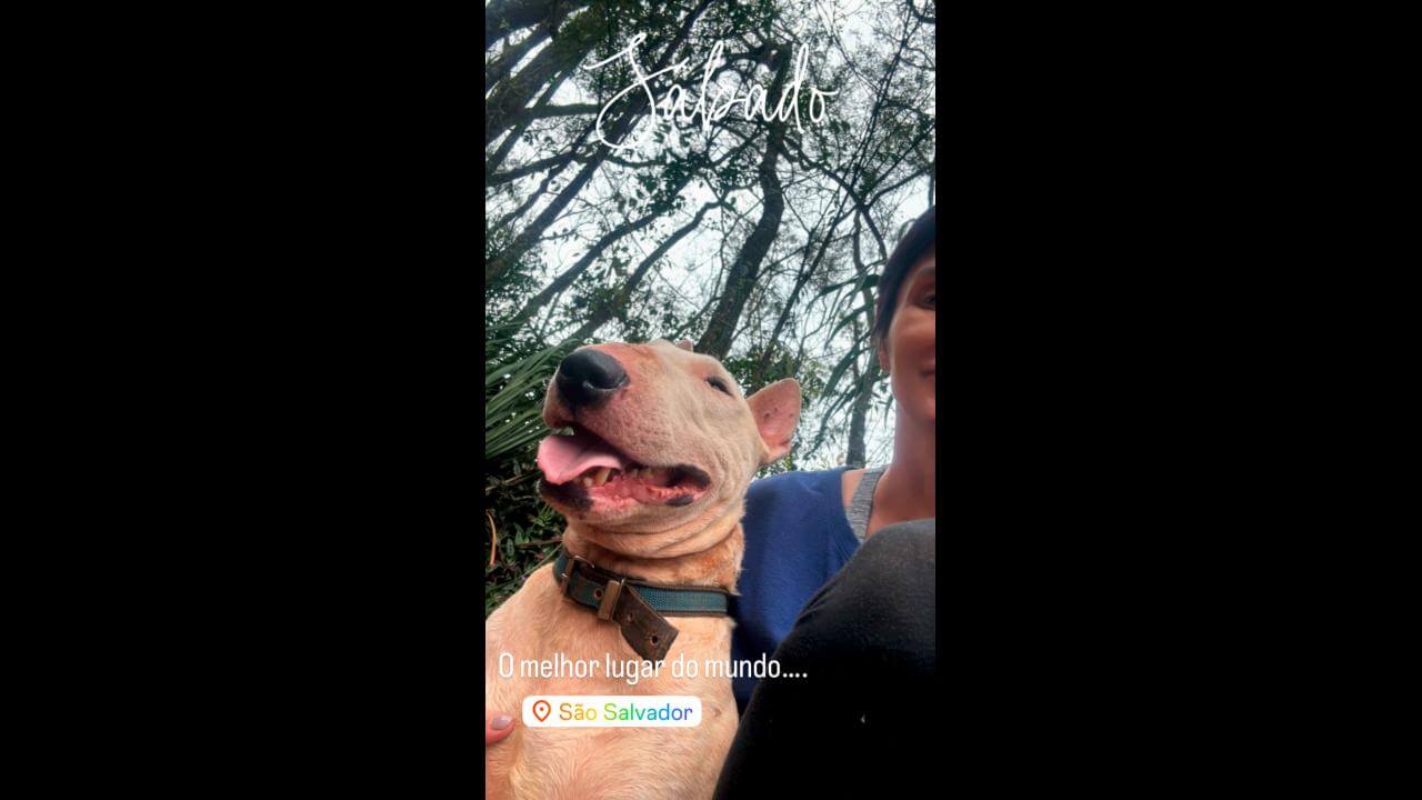 Cachorro Frederico desapareceu em São Salvador Cachorro Frederico desapareceu em São Salvador