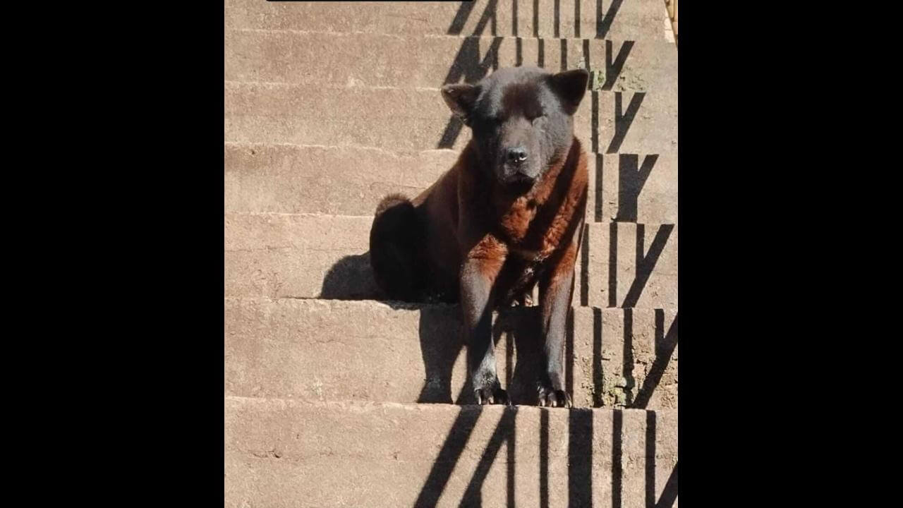 Cachorro Negão desapareceu no bairro Universitário Cachorro Negão desapareceu no bairro Universitário