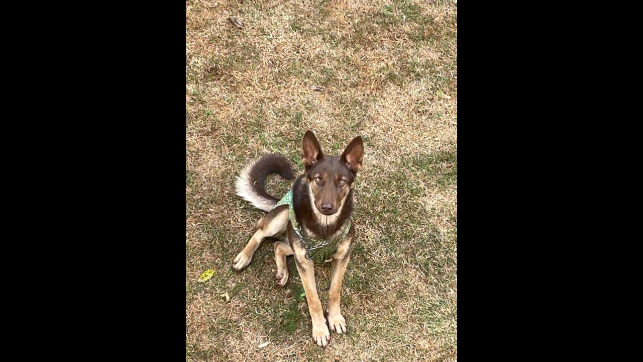 Cachorra Cacau desapareceu no bairro Cancelli
