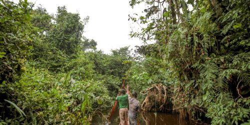 França lidera ação de US$ 2,5 bilhões para proteger floresta do Congo França lidera ação de US$ 2,5 bilhões para proteger floresta do Congo