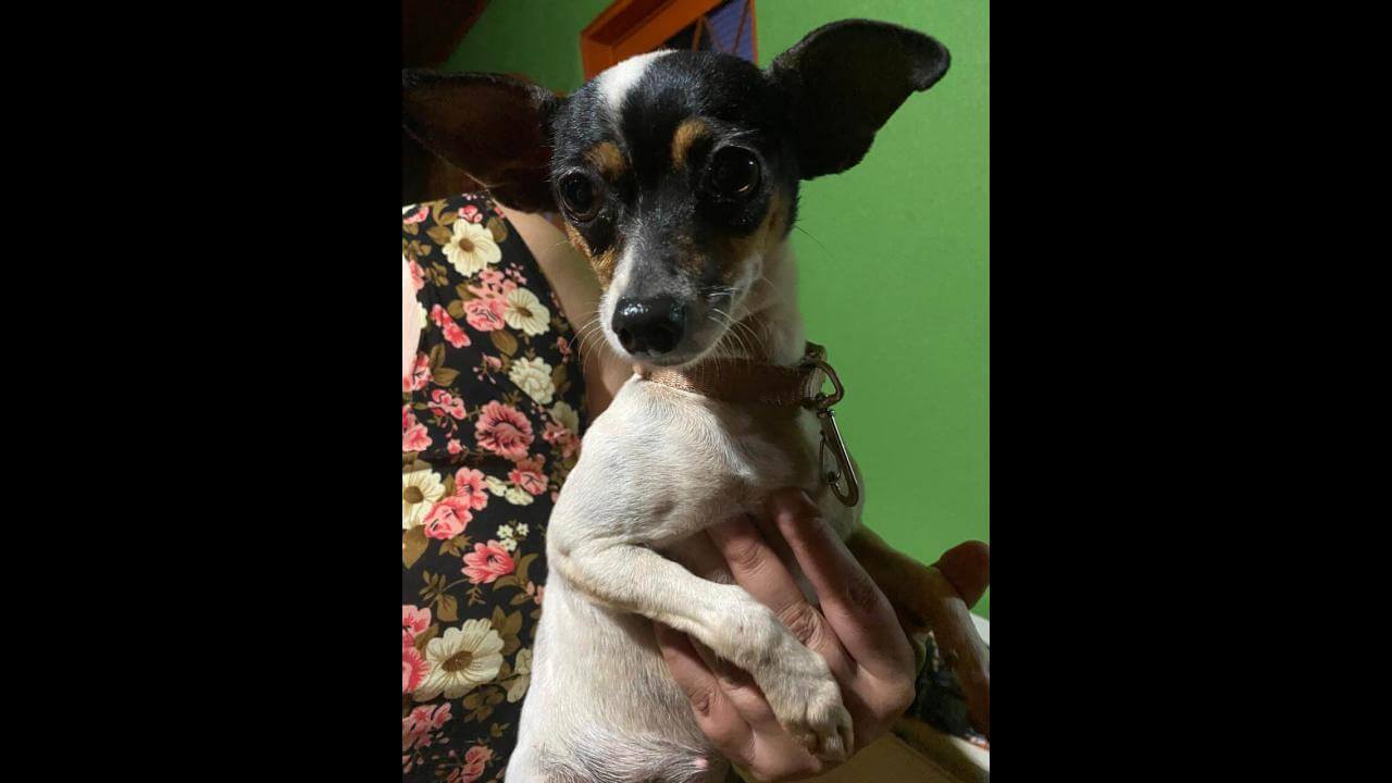 Cachorra é encontrada no bairro Morumbi Cachorra é encontrada no bairro Morumbi