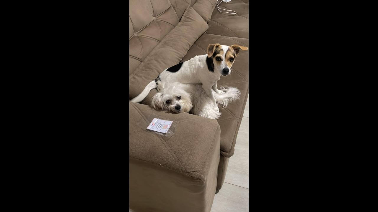 Cachorra Luna desapareceu no bairro Floresta Cachorra Luna desapareceu no bairro Floresta