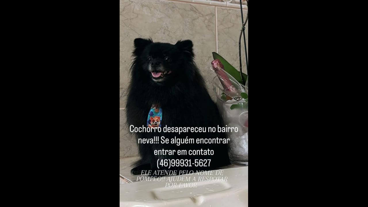 Cachorro Pompeo desapareceu no bairro Neva Cachorro Pompeo desapareceu no bairro Neva