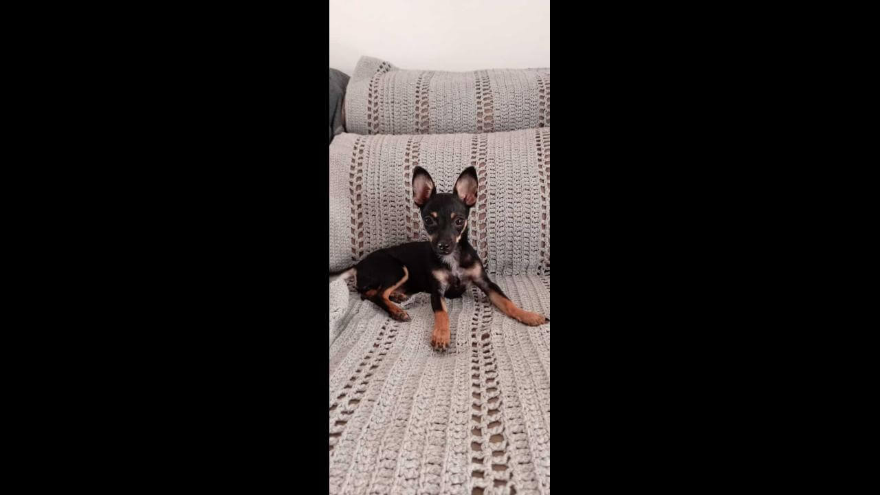 Cachorra Tuti desapareceu no bairro Coqueiral Cachorra Tuti desapareceu no bairro Coqueiral