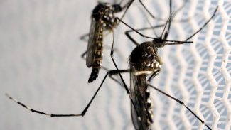 Dia D de combate ao Aedes aegypti ocorre neste sábado em todo o país