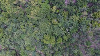 Exposição digital mostra vida nos seis biomas brasileiros