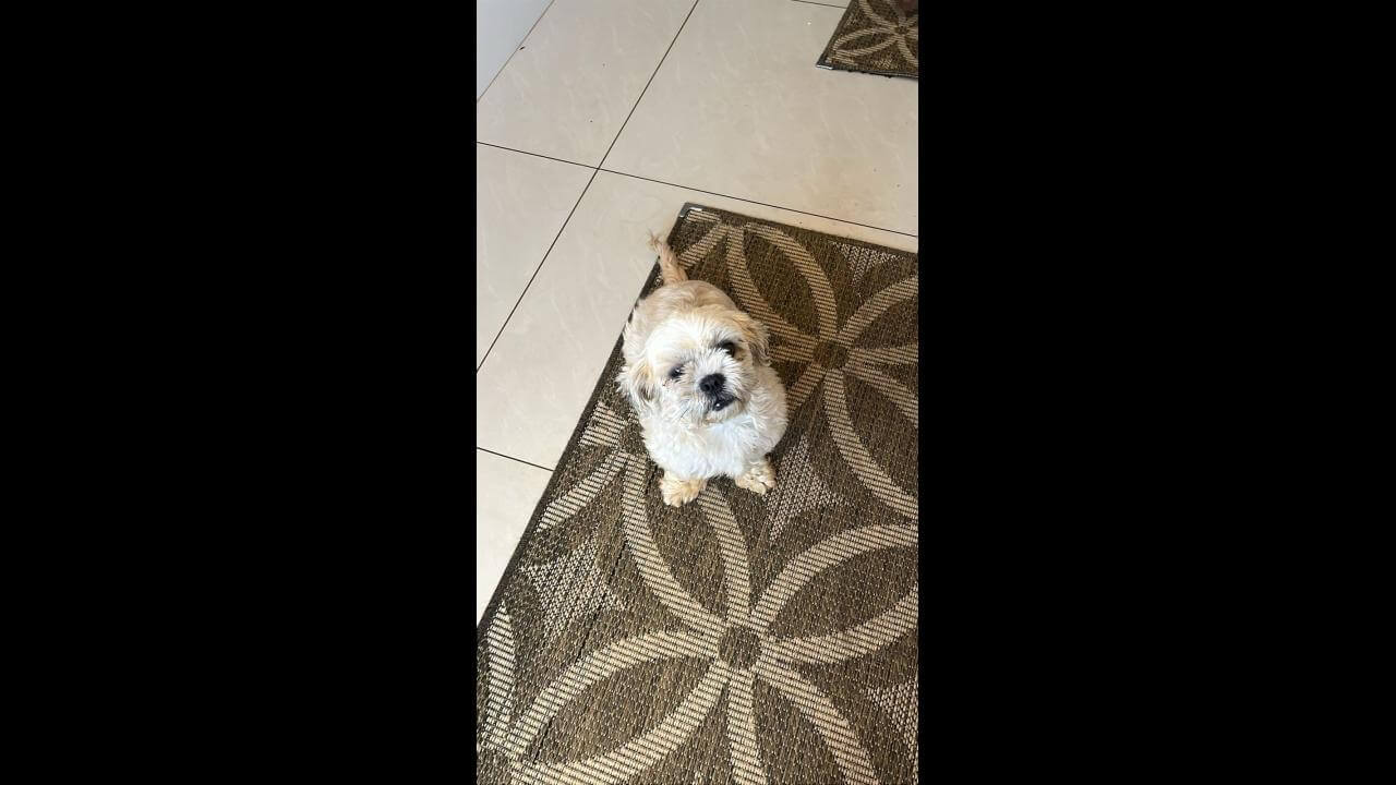 Cachorra é encontrada no bairro Santa Cruz Cachorra é encontrada no bairro Santa Cruz