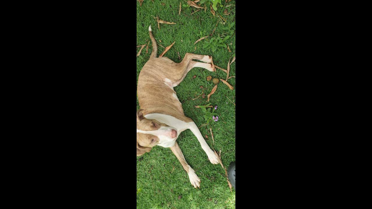 Cachorra é encontrada no bairro Cascavel Velho Cachorra é encontrada no bairro Cascavel Velho