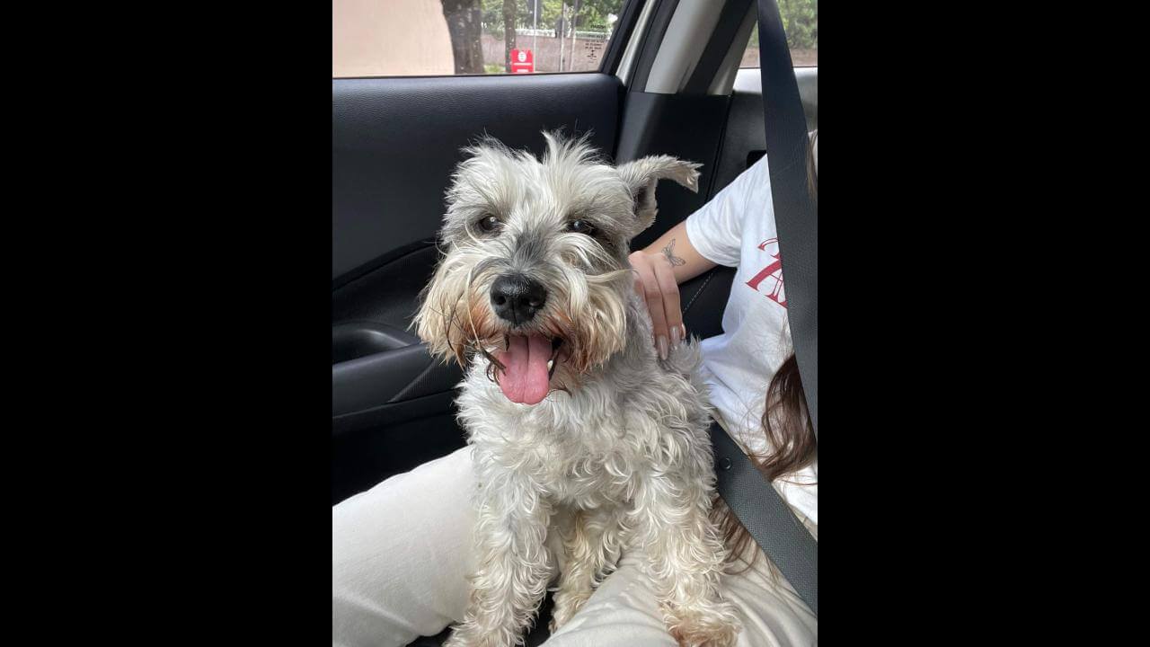 Cachorra é encontrada no bairro Centro