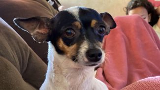 Imagem referente a Cachorra é encontrada no bairro Morumbi