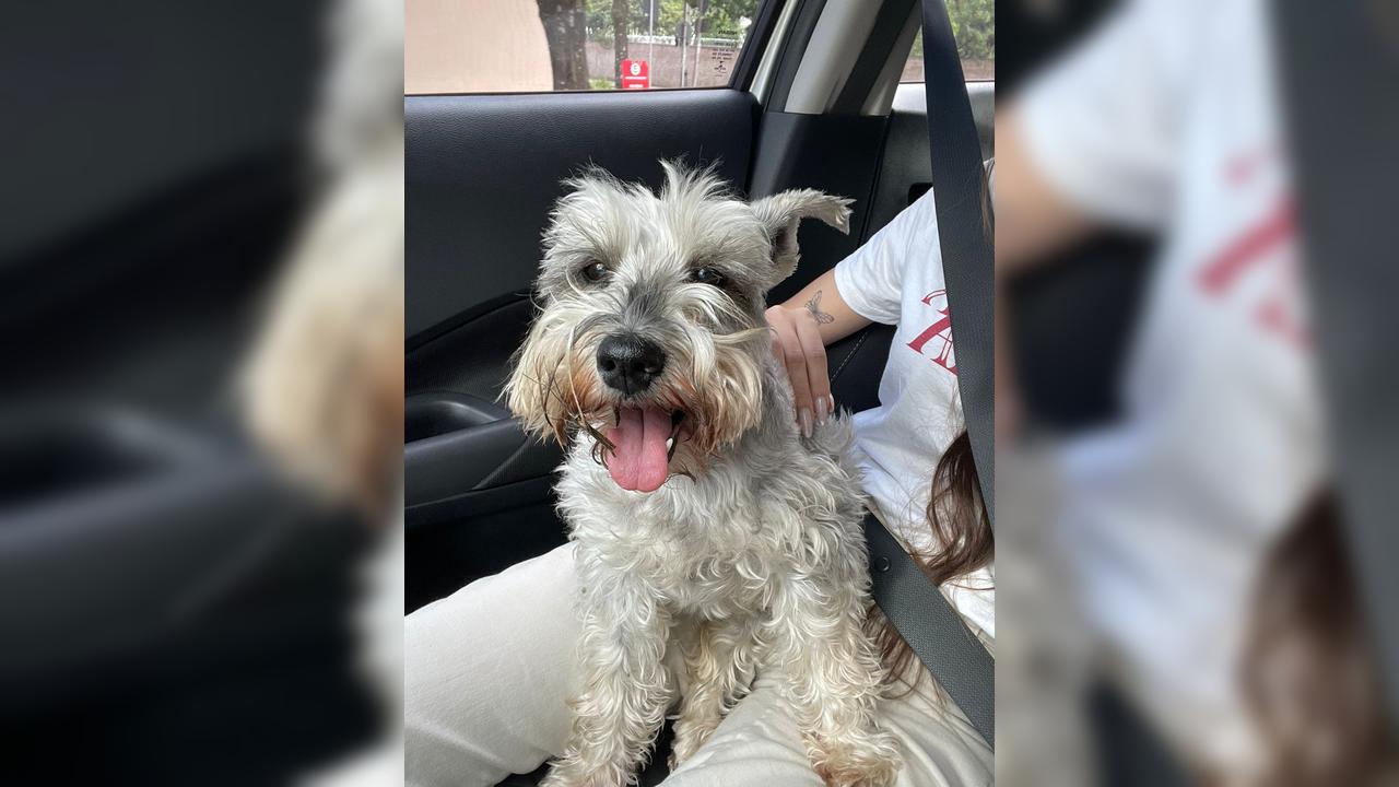 Cadela da raça schnauzer é encontrada na Rua Recife e aguarda reencontro com tutor