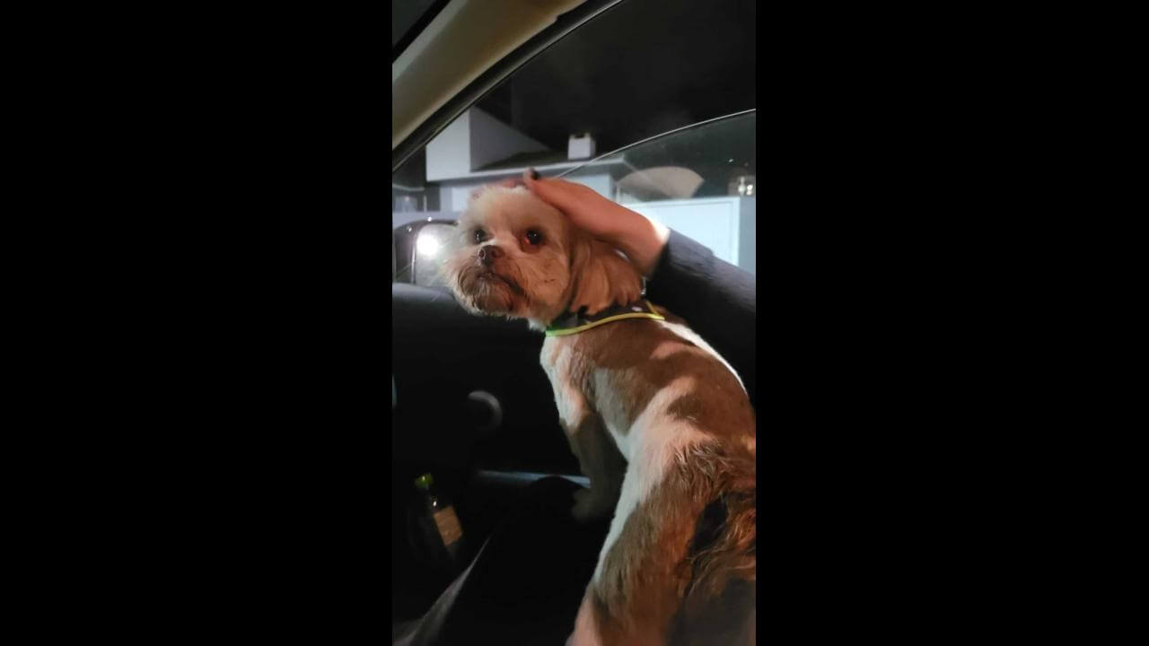 Cachorro é encontrado no bairro Centro