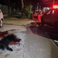 Imagem referente a Após novo ataque, rottweiler é abatido pela PM em Cascavel