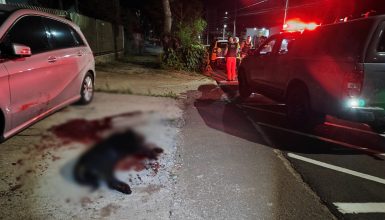 Imagem referente a Após novo ataque, rottweiler é abatido pela PM em Cascavel