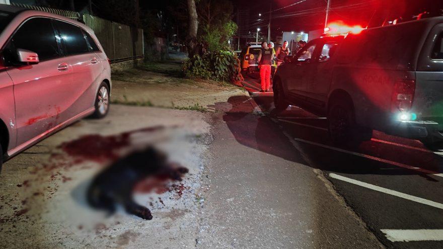 Após novo ataque, rottweiler é abatido pela PM em Cascavel