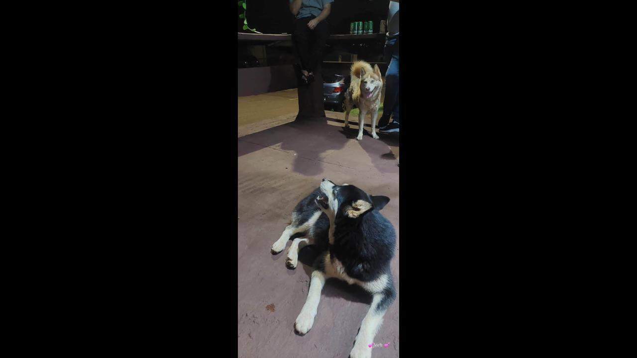 Cachorra é encontrada no bairro Cataratas