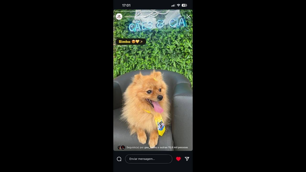 Cachorro Simba desapareceu no bairro Recanto Tropical